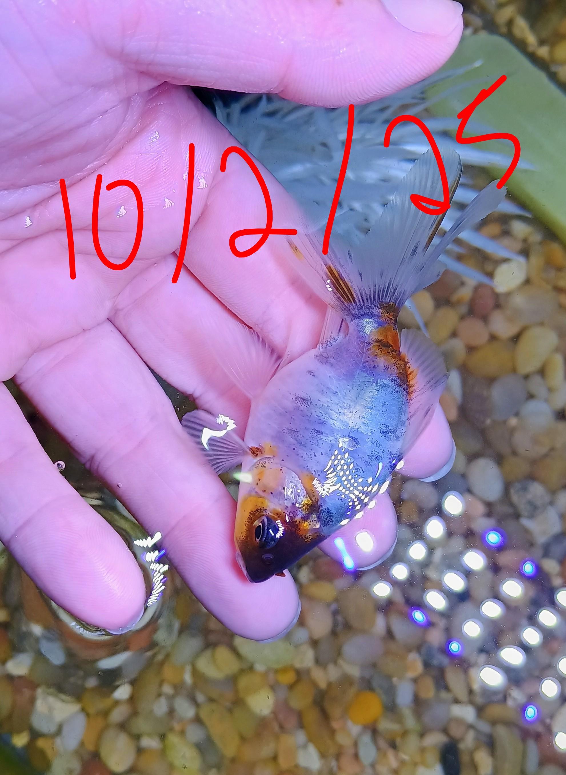 Yui, Adoptable, Young Unknown Goldfish.