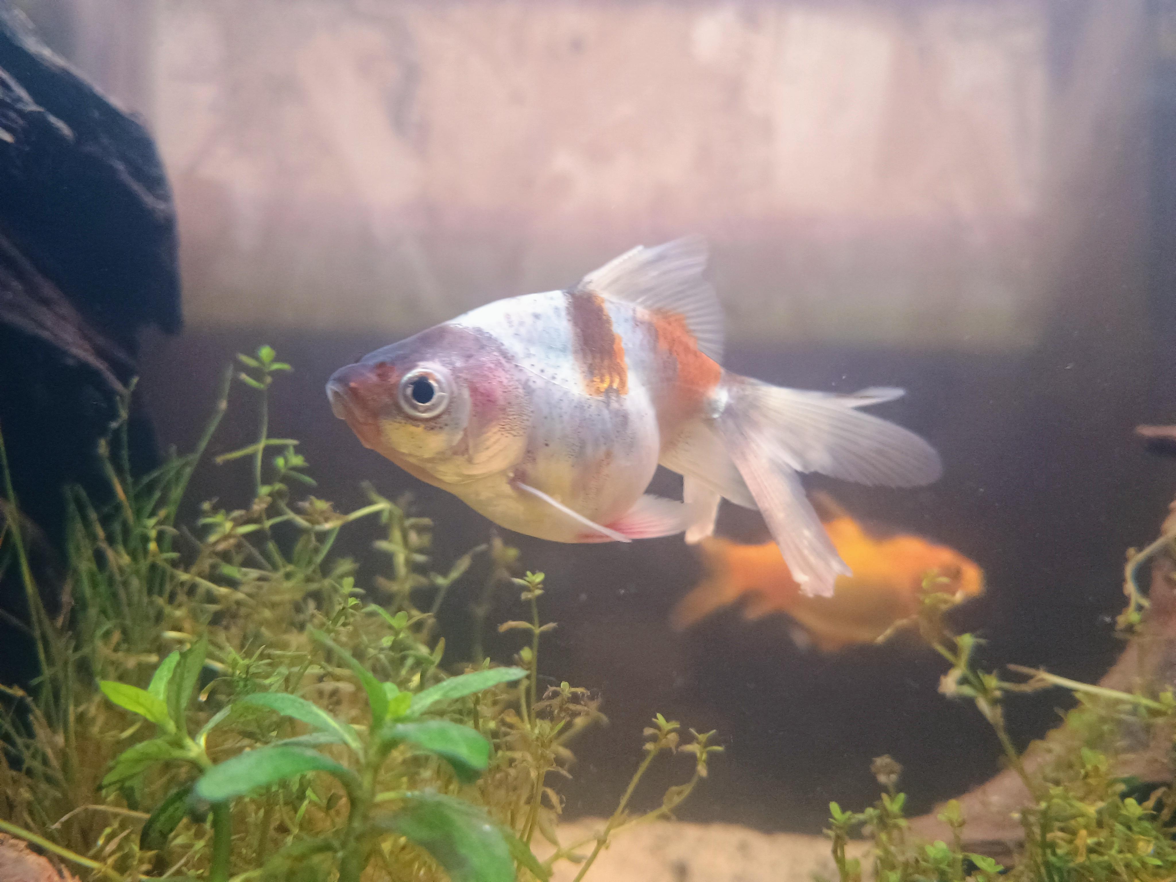 Enlarge Yui, a Adoptable Goldfish in Willoughby, OH image 2/4
