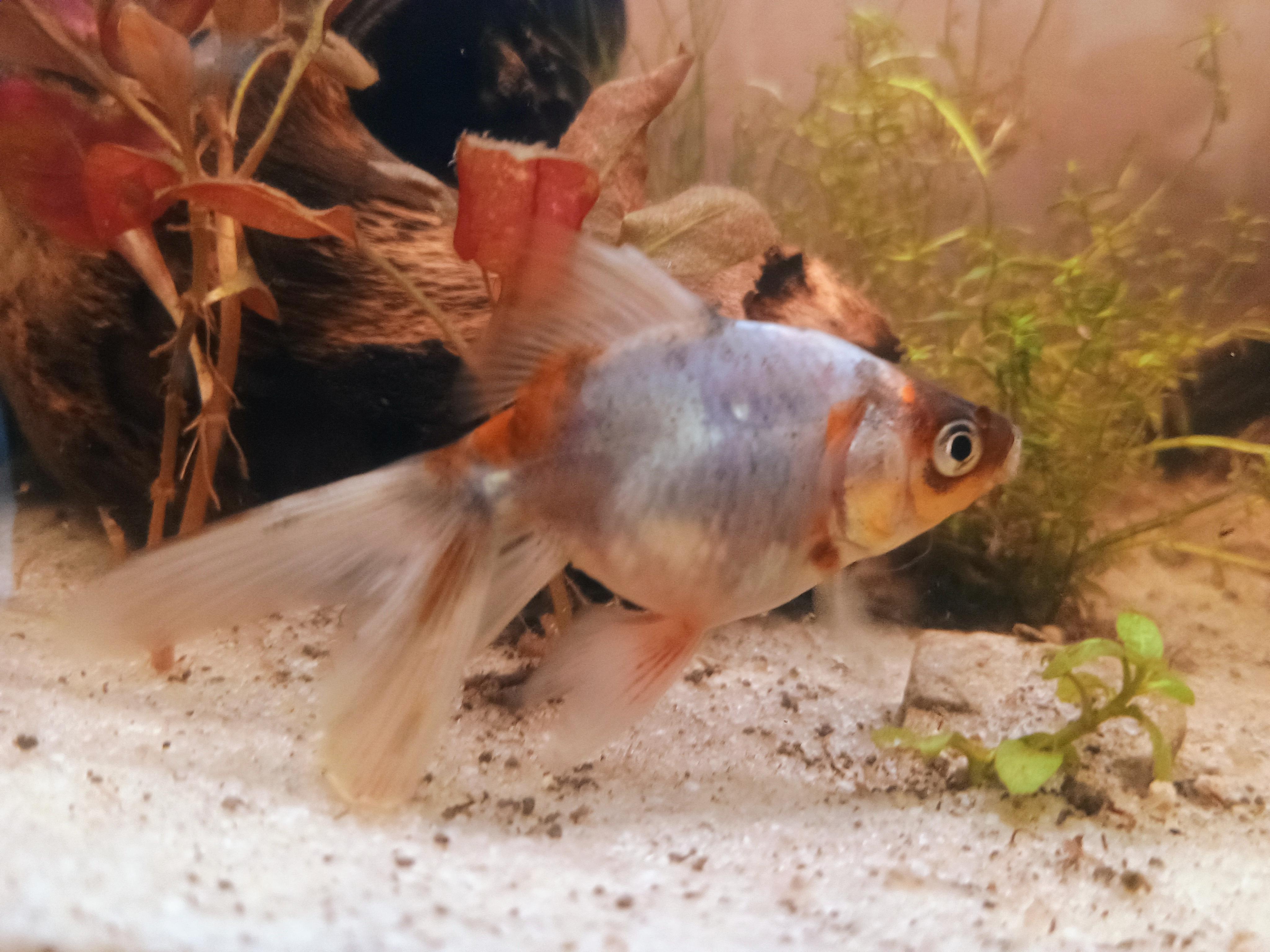 Enlarge Yui, a Adoptable Goldfish in Willoughby, OH image 3/4