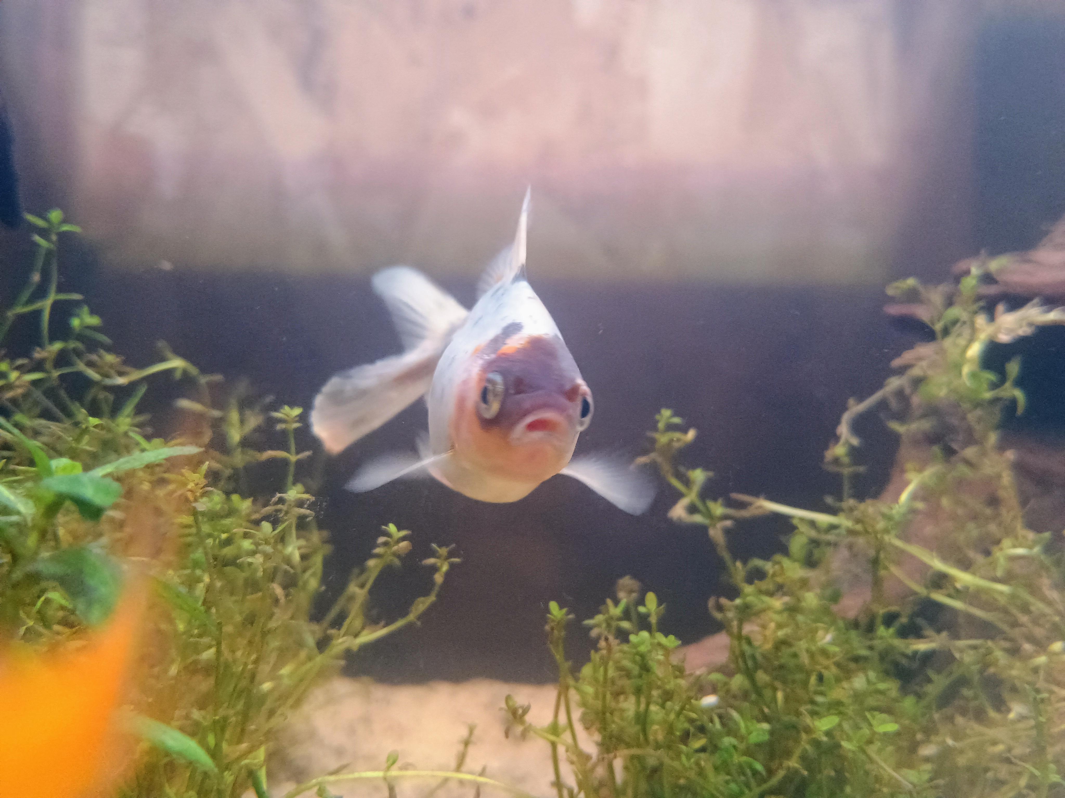 Enlarge Yui, a Adoptable Goldfish in Willoughby, OH image 4/4