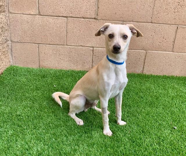 Urgent! Save Me Please!