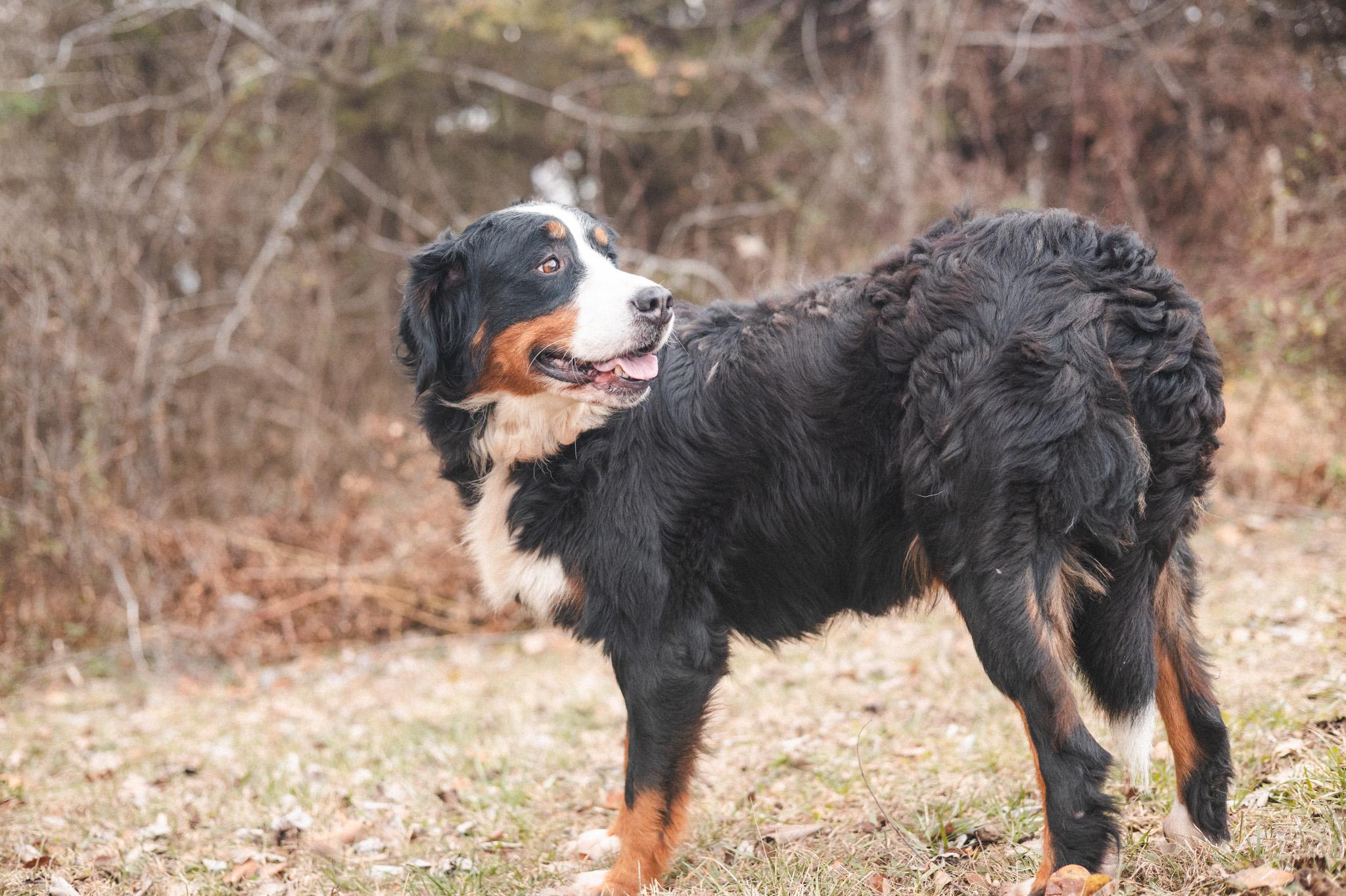 Polly  Transport thumbnail 4