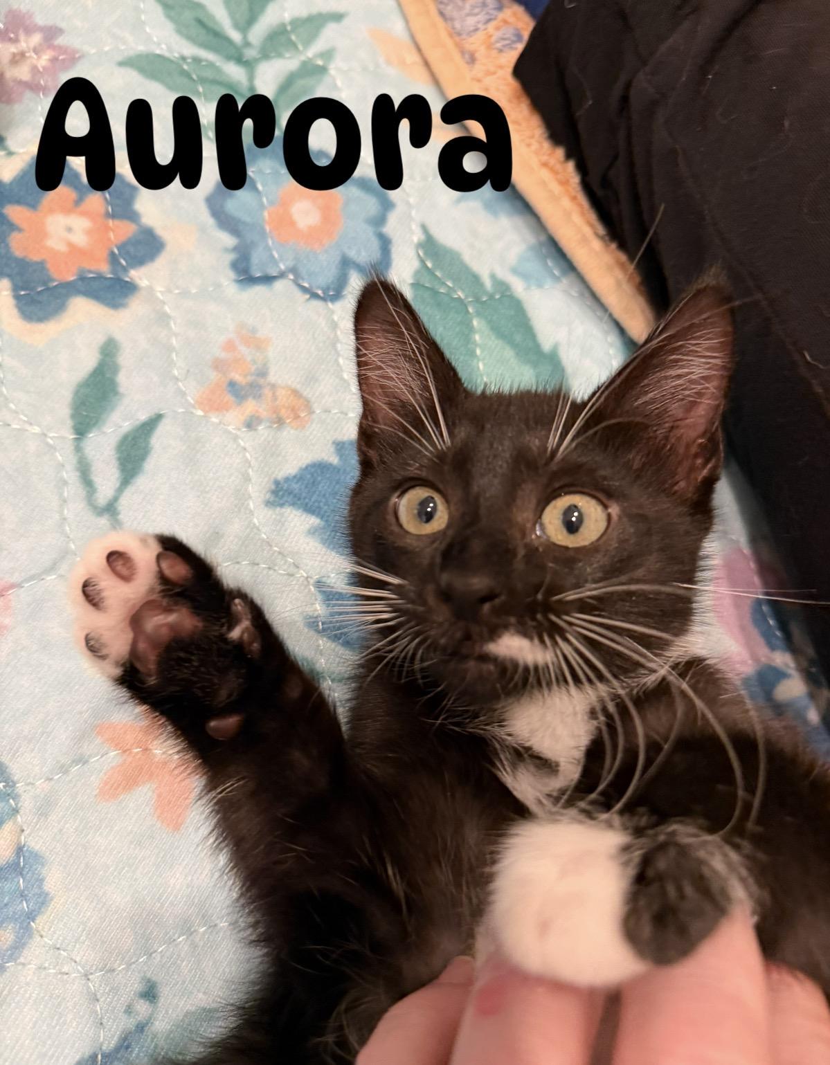 Aurora, ADOPTABLE, Kitten Female Domestic Short Hair.