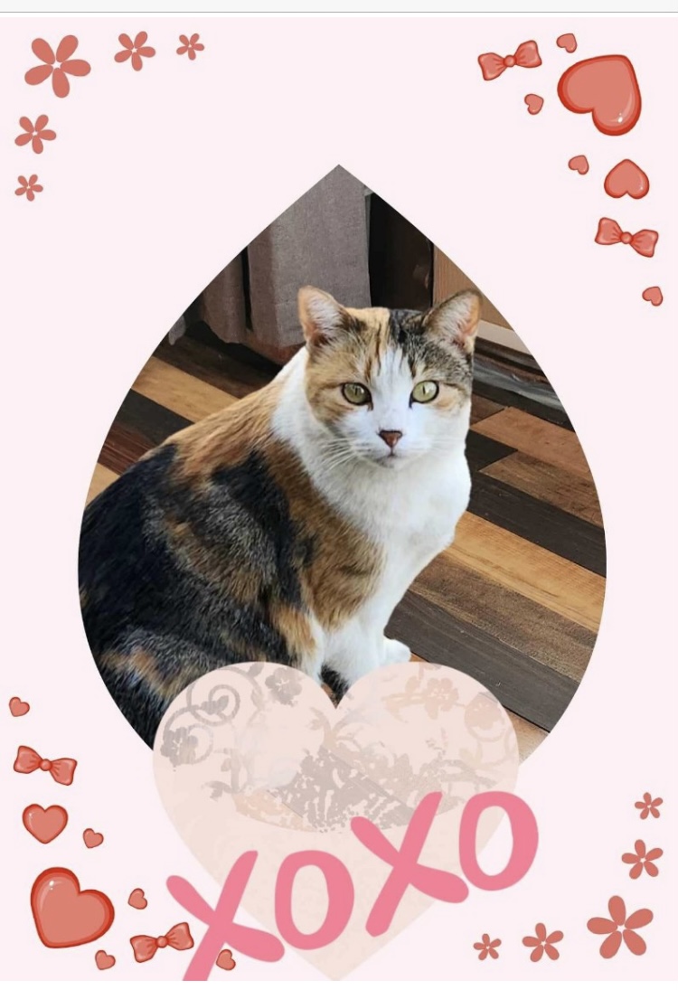 AKIO, a Adopted Calico in Beverly Hills, CA image 1/2