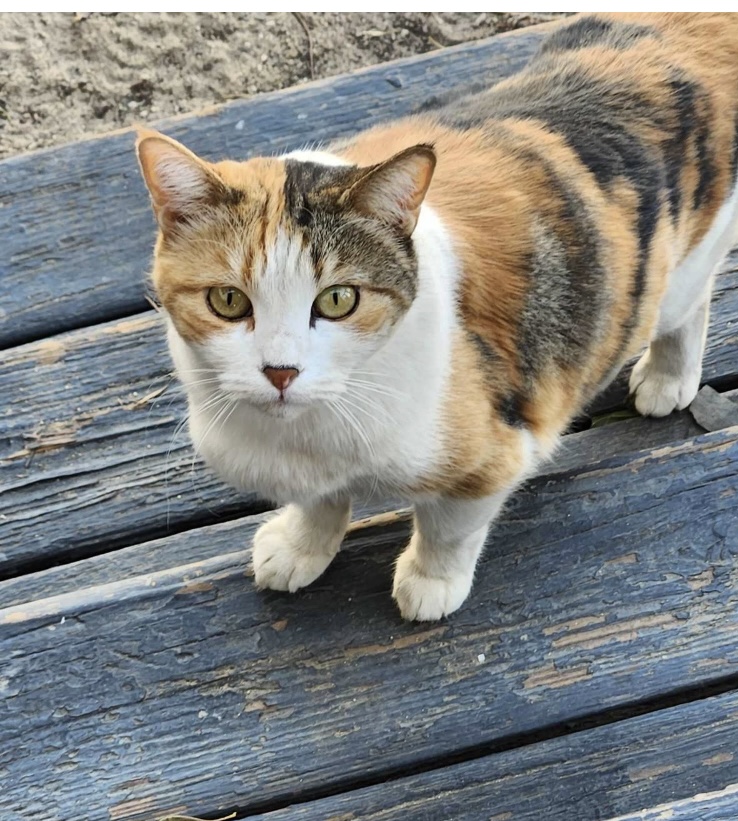 AKIO, a Adopted Calico in Beverly Hills, CA image 2/2