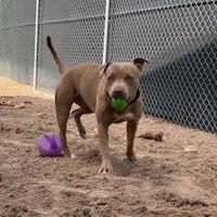 Truffle, Adoptable, Adult Female Pit Bull Terrier.