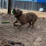 Enlarge Truffle, a Adoptable Pit Bull Terrier in Bernalillo, NM image 2/5