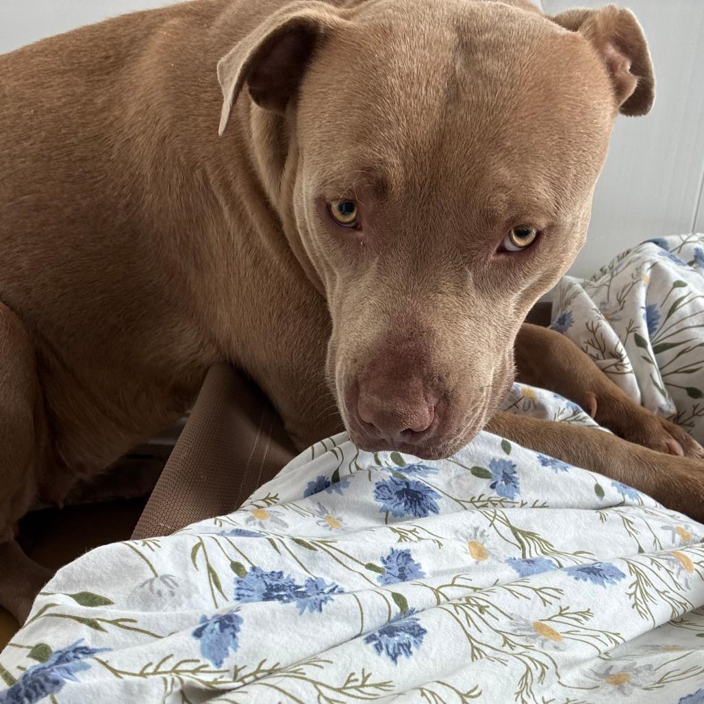 Enlarge Truffle, a Adoptable Pit Bull Terrier in Bernalillo, NM image 3/5