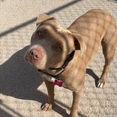 Enlarge Truffle, a Adoptable Pit Bull Terrier in Bernalillo, NM image 4/5