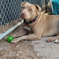 Enlarge Truffle, a Adoptable Pit Bull Terrier in Bernalillo, NM image 5/5