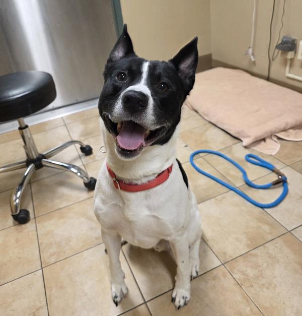 Wishbone (mcas), Adoptable, Adult Male Pit Bull Terrier.