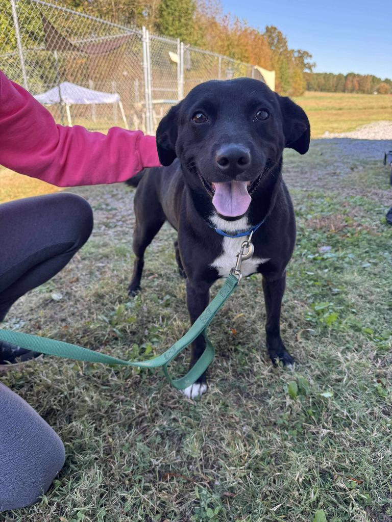 Teddy, Adoptable, Young Male Labrador Retriever & Terrier.