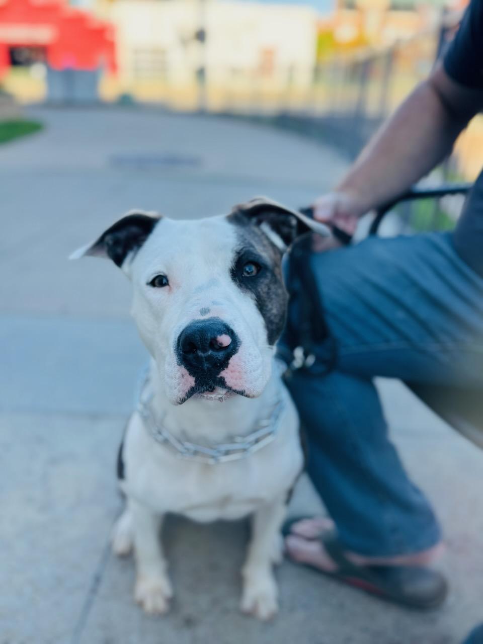 Enlarge Dahlia, a Adoptable mixed breed in Choctaw, OK image 1/5