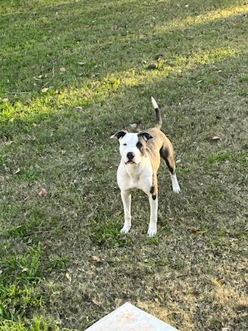 Enlarge Dahlia, a Adoptable mixed breed in Choctaw, OK image 2/5