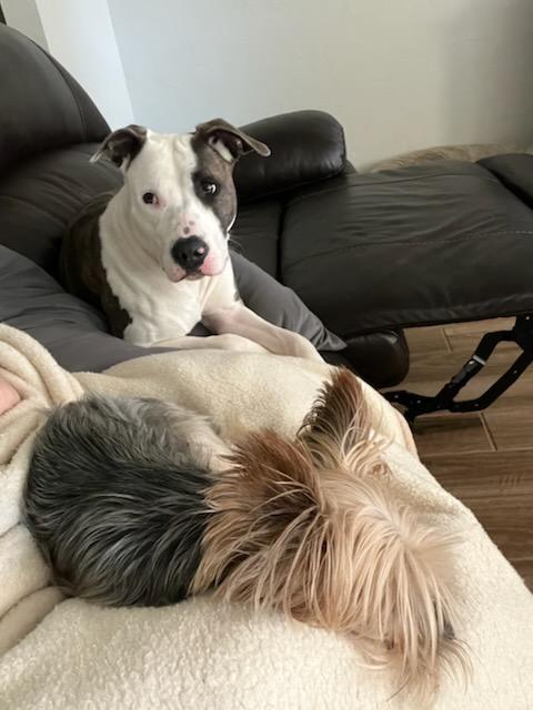 Enlarge Dahlia, a Adoptable mixed breed in Choctaw, OK image 4/5