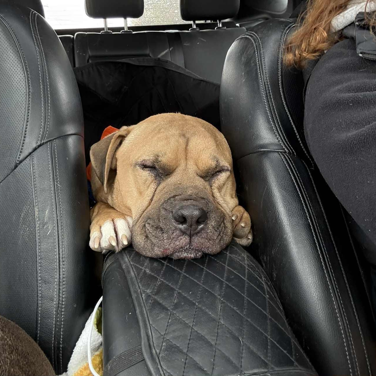 Forrest, a Adoptable mixed breed in Martinsville, IN image 2/5