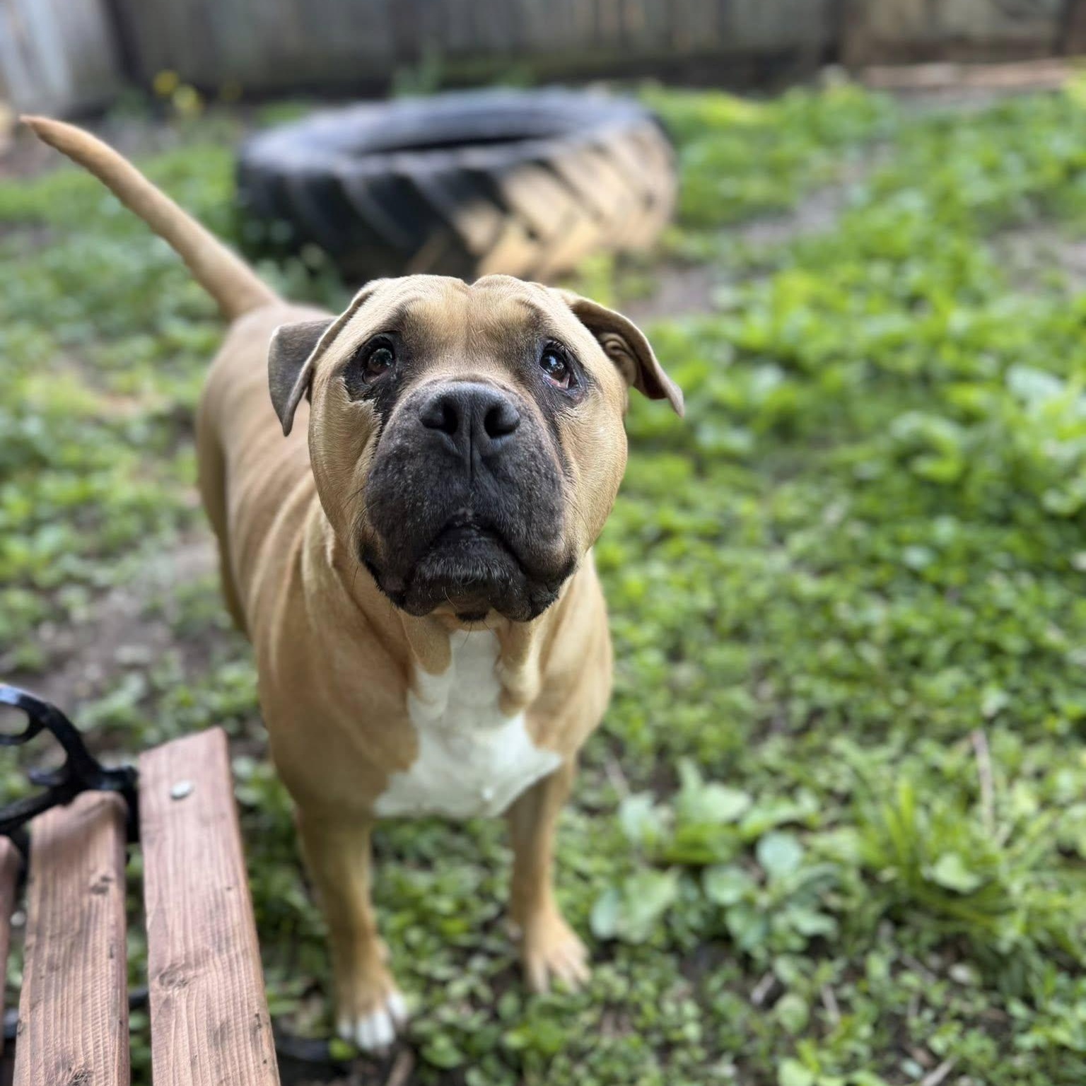 Enlarge Forrest, a Adoptable mixed breed in Martinsville, IN image 1/6