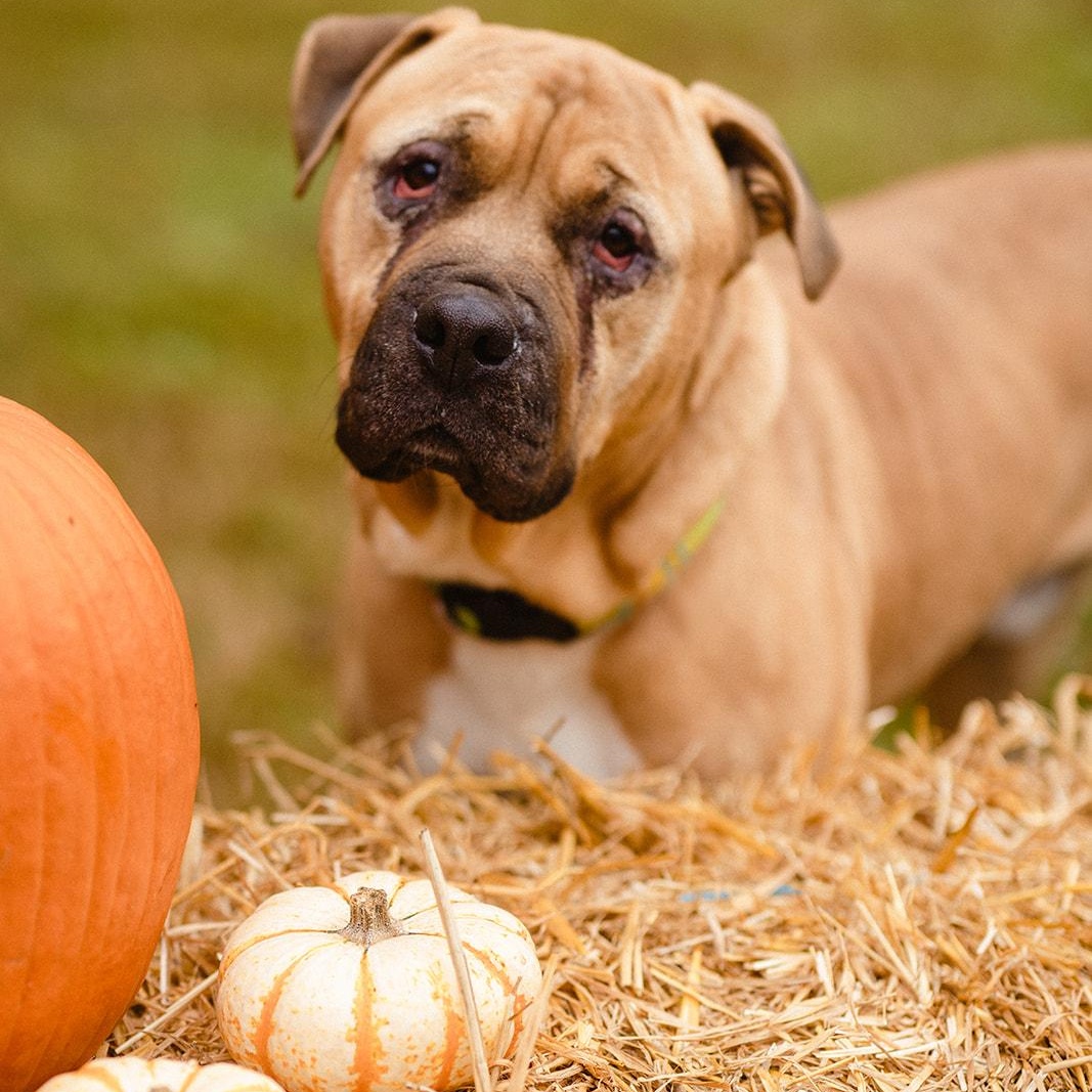 Forrest, a Adoptable mixed breed in Martinsville, IN image 1/5