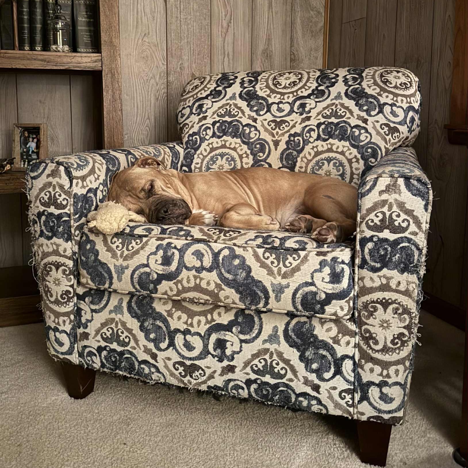 Forrest, a Adoptable mixed breed in Martinsville, IN image 5/5