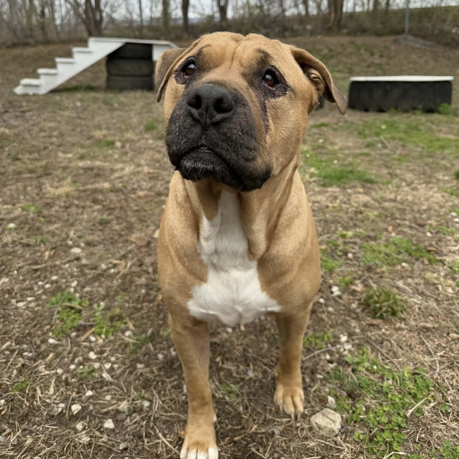 Enlarge Forrest, a Adoptable mixed breed in Martinsville, IN image 1/6