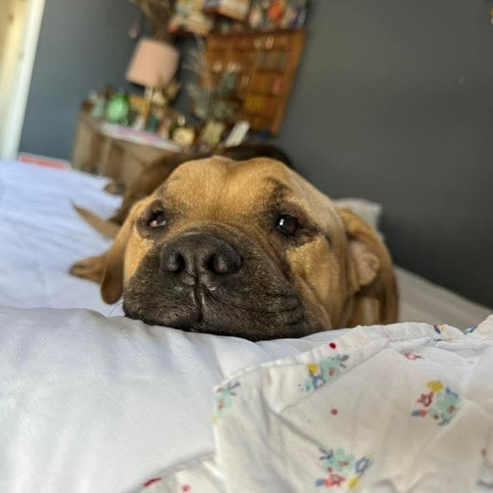 Enlarge Forrest, a Adoptable mixed breed in Martinsville, IN image 1/6