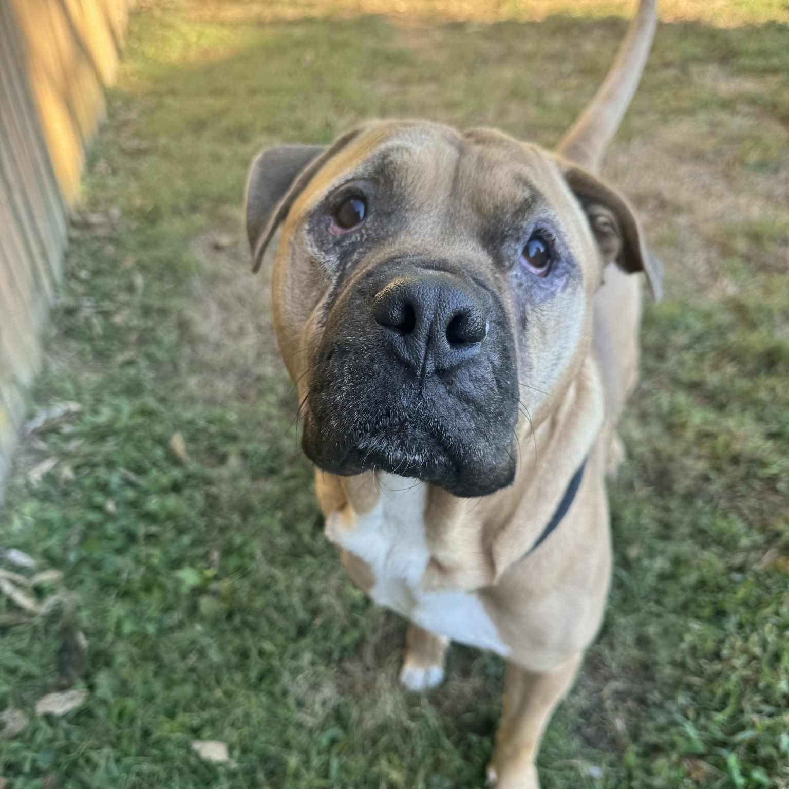 Forrest, a Adoptable mixed breed in Martinsville, IN image 4/5