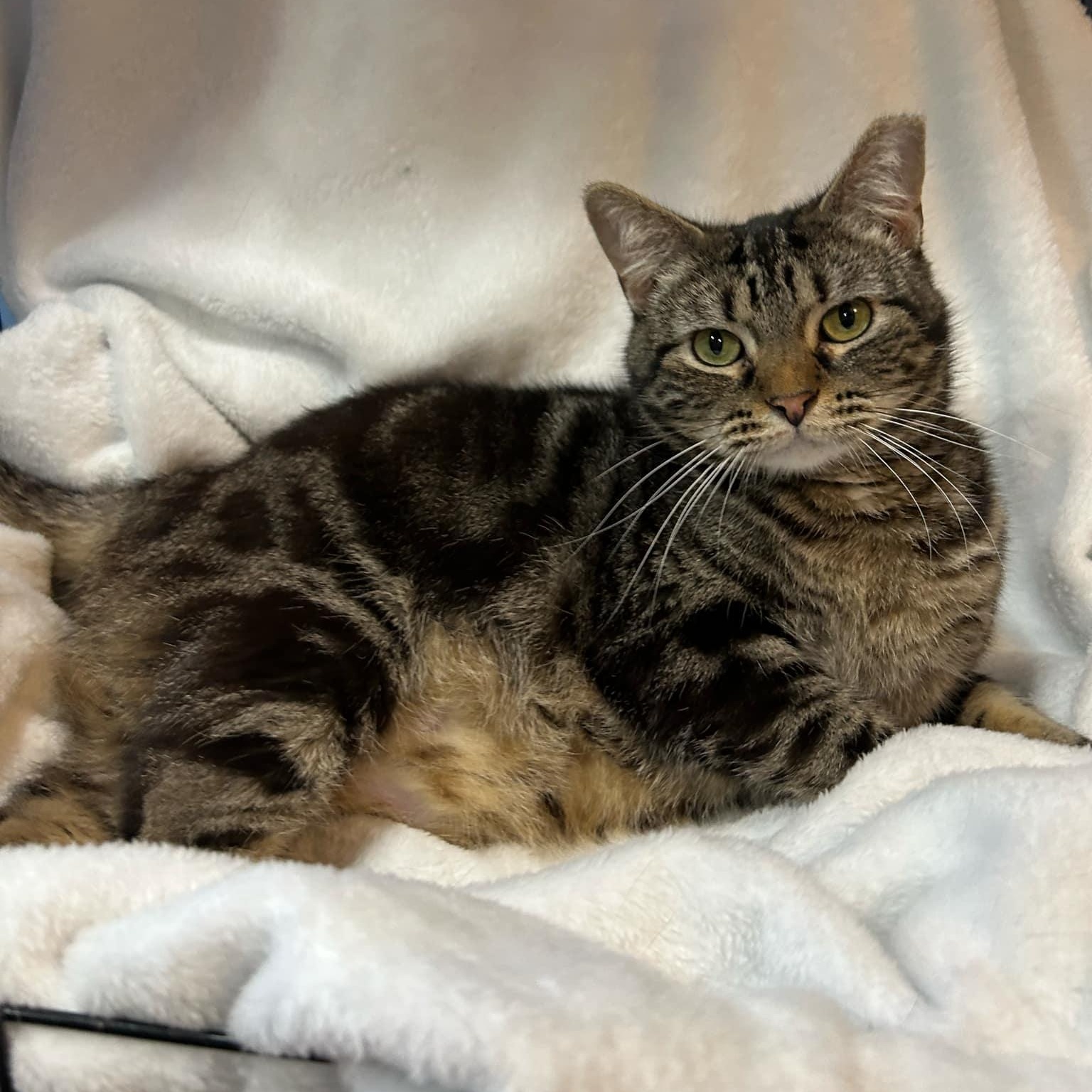 Artemis