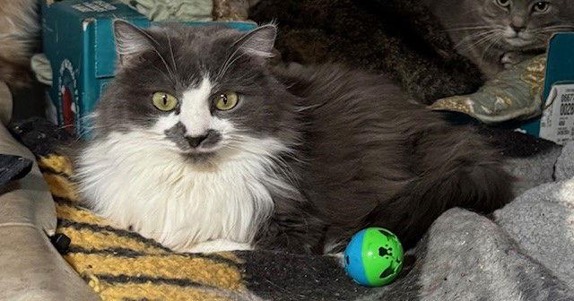 Enlarge Mary, a Adoptable Domestic Long Hair in Apollo, PA image 2/3