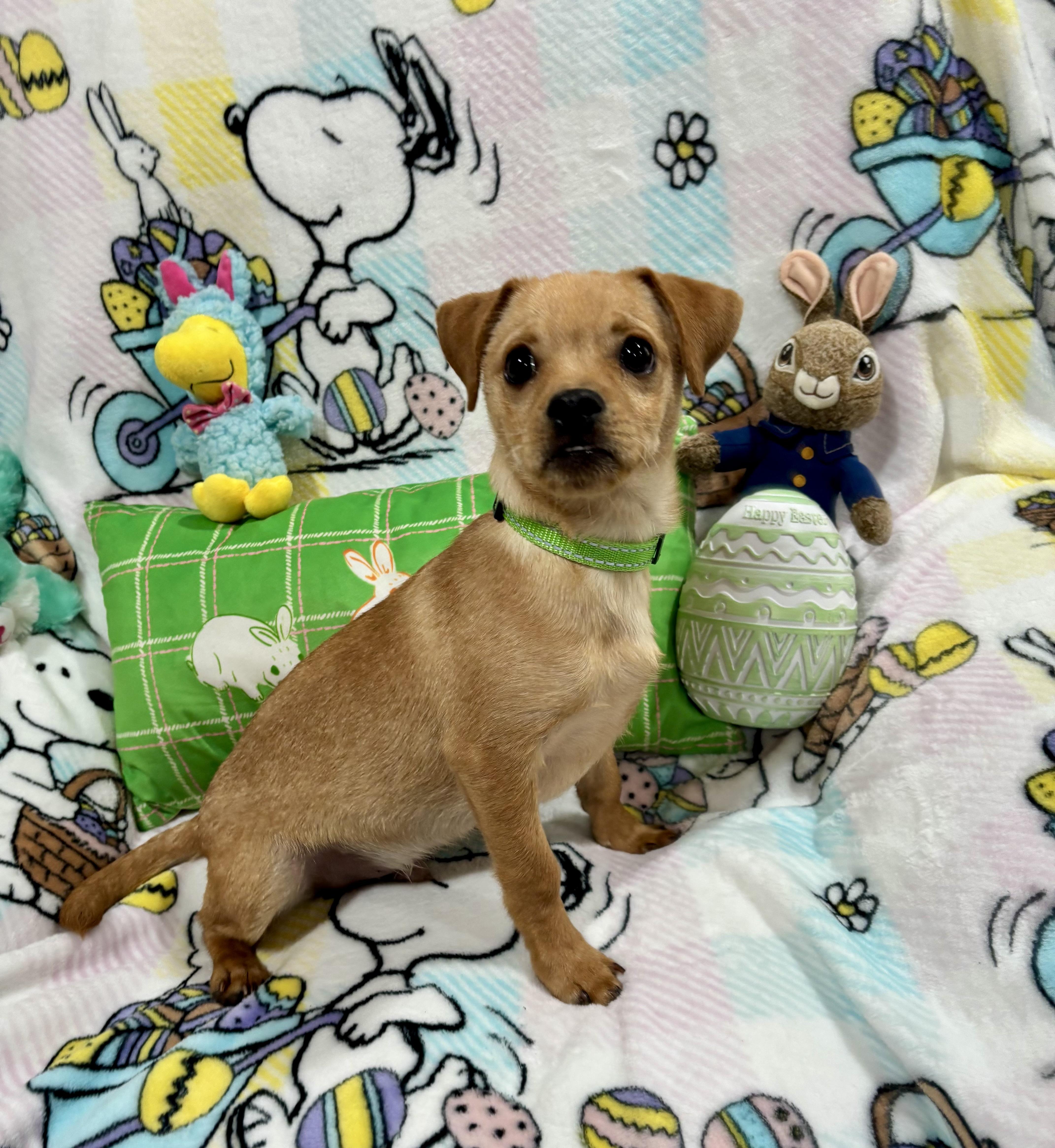 Enlarge Scooter, a ADOPTABLE mixed breed in Foster, OR image 2/6