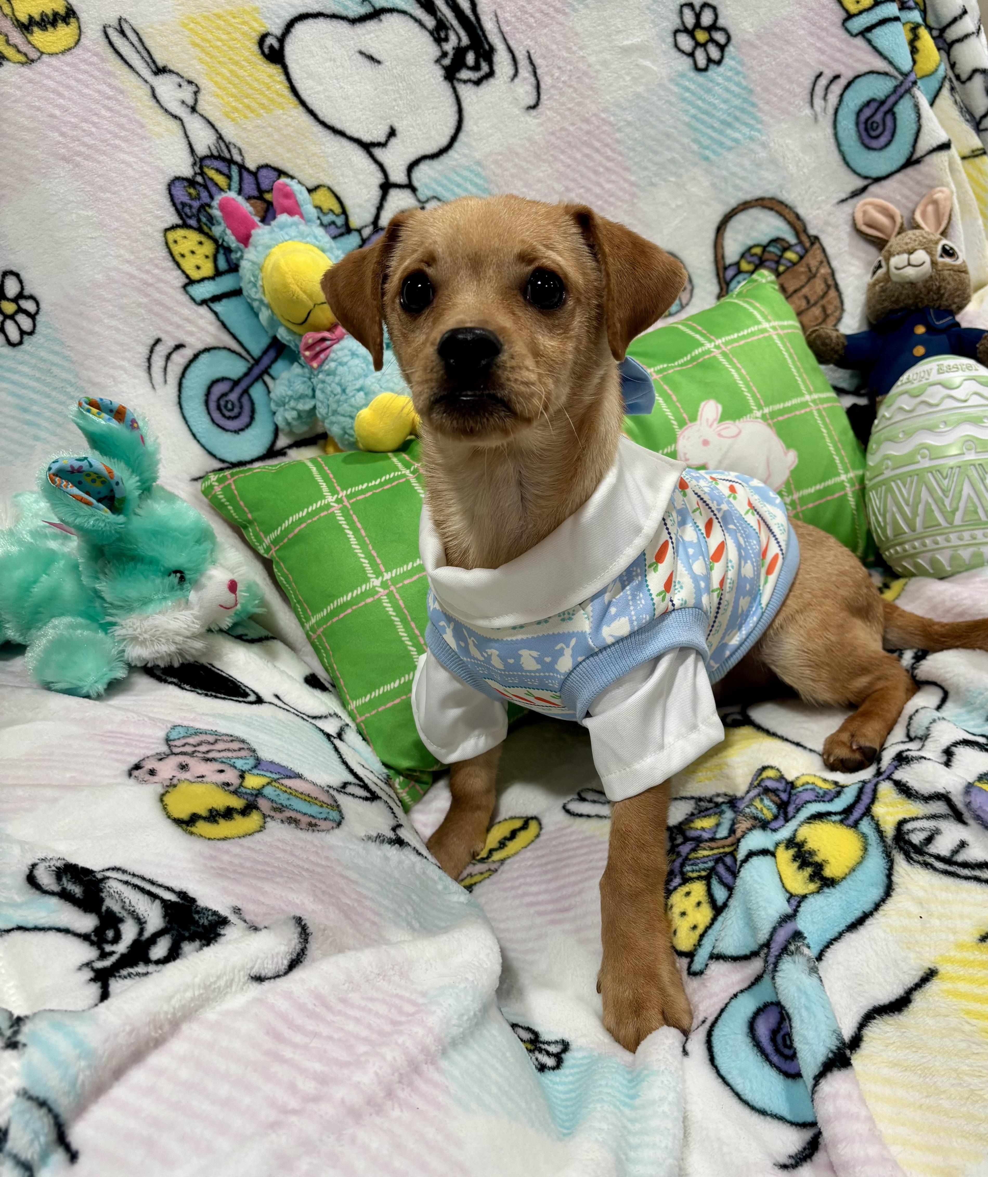 Scooter, ADOPTABLE, Puppy Male Pug & Chihuahua.