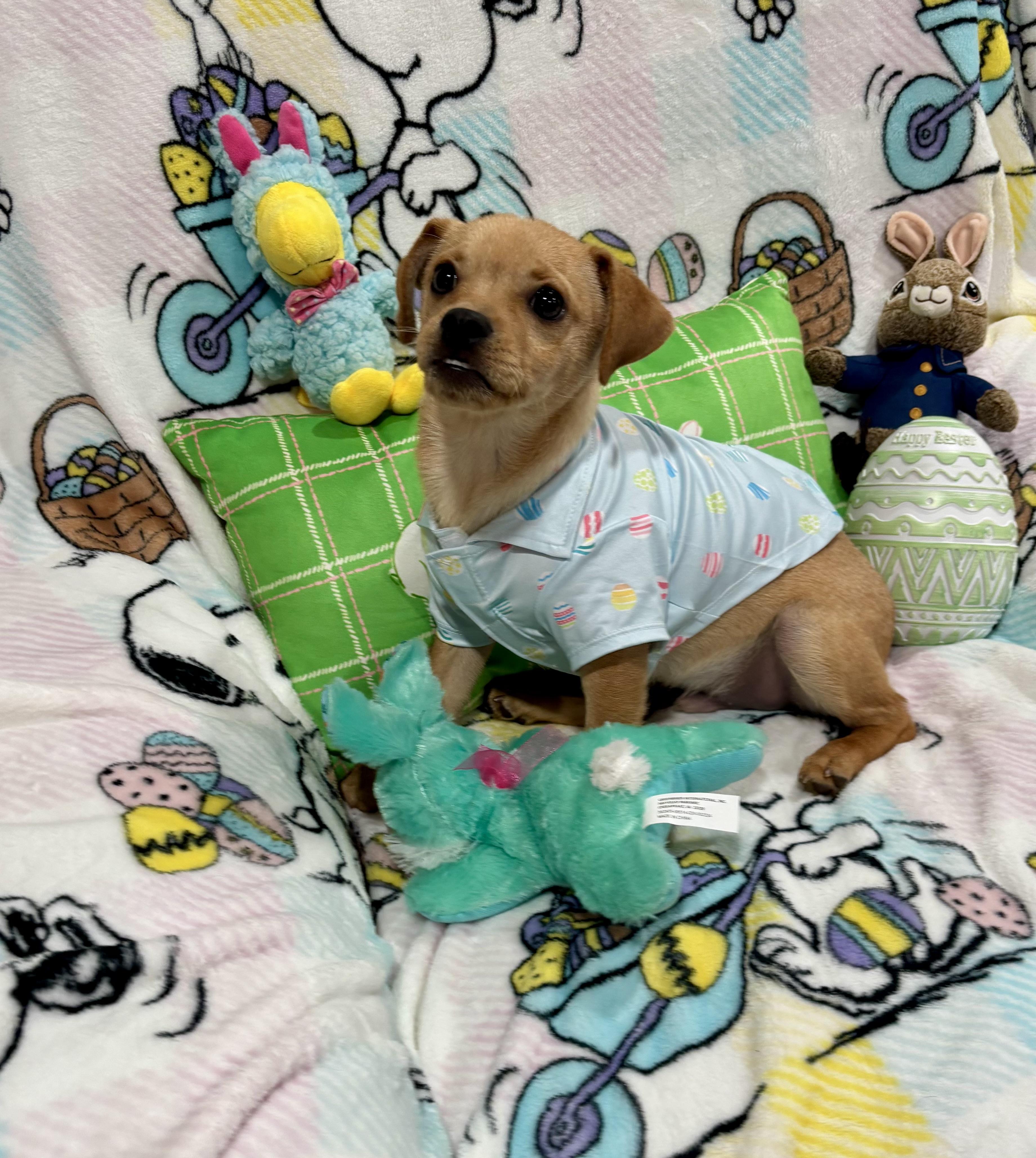 Enlarge Scooter, a ADOPTABLE mixed breed in Foster, OR image 3/6