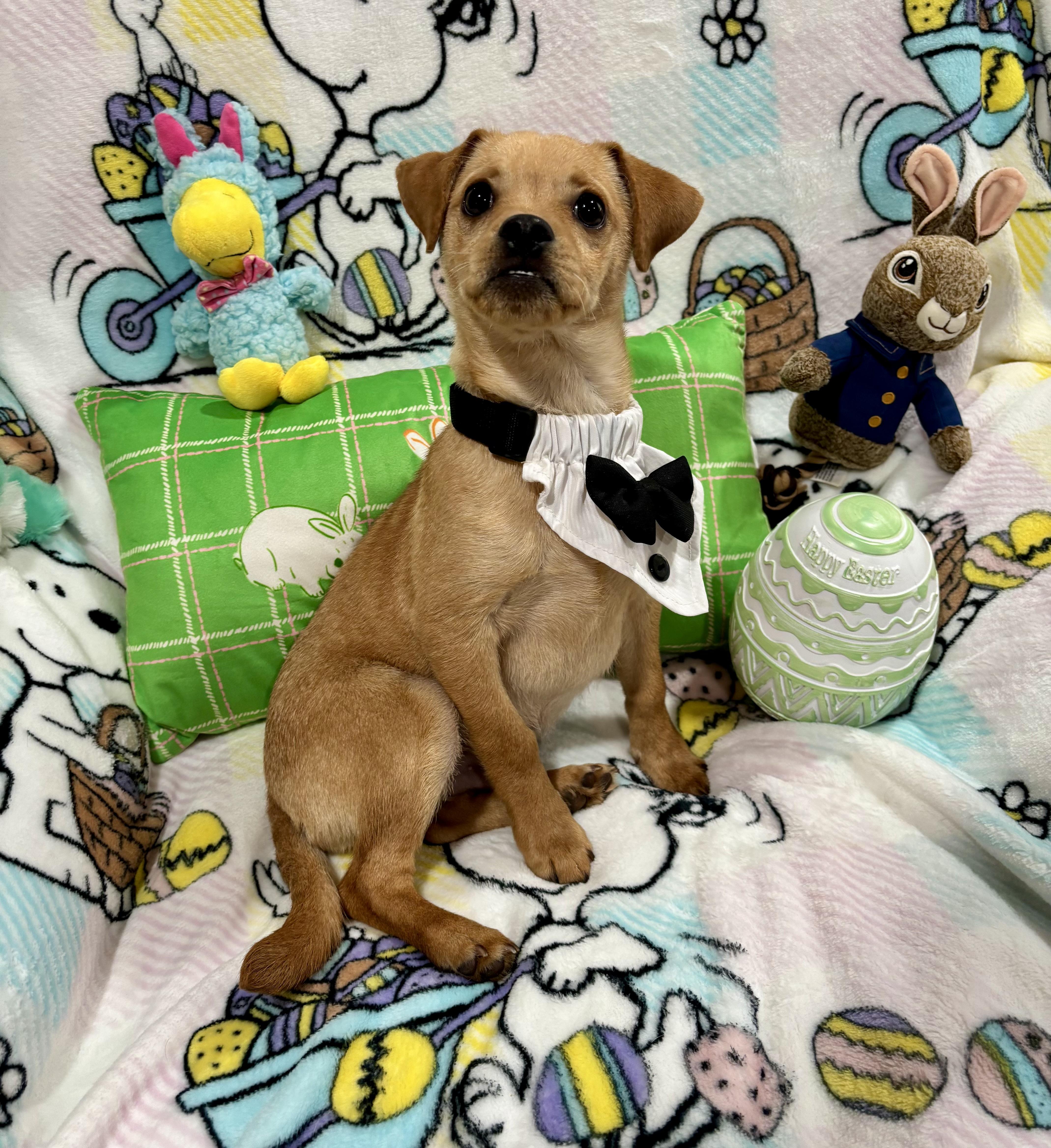 Enlarge Scooter, a ADOPTABLE mixed breed in Foster, OR image 5/6