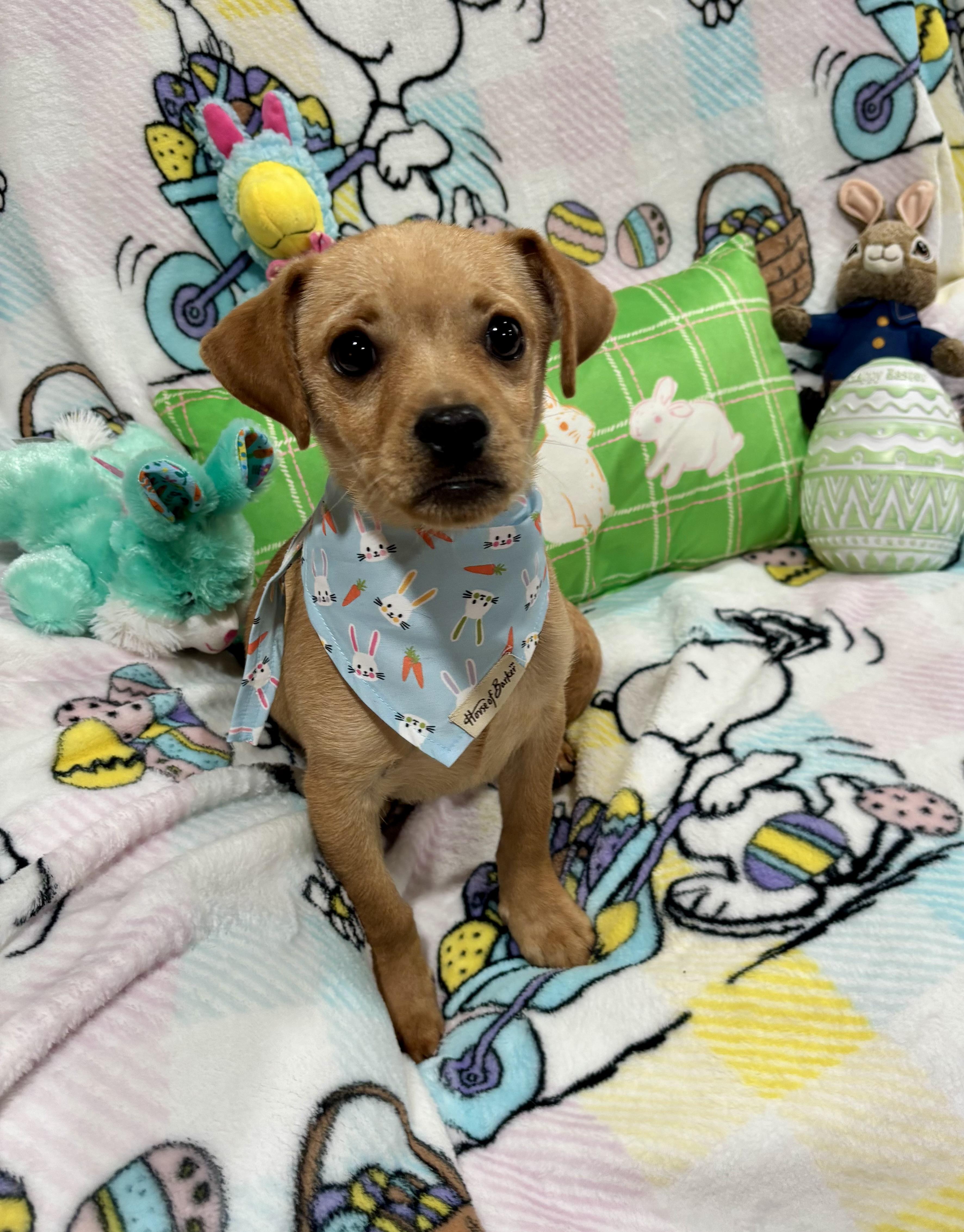 Enlarge Scooter, a ADOPTABLE mixed breed in Foster, OR image 4/6