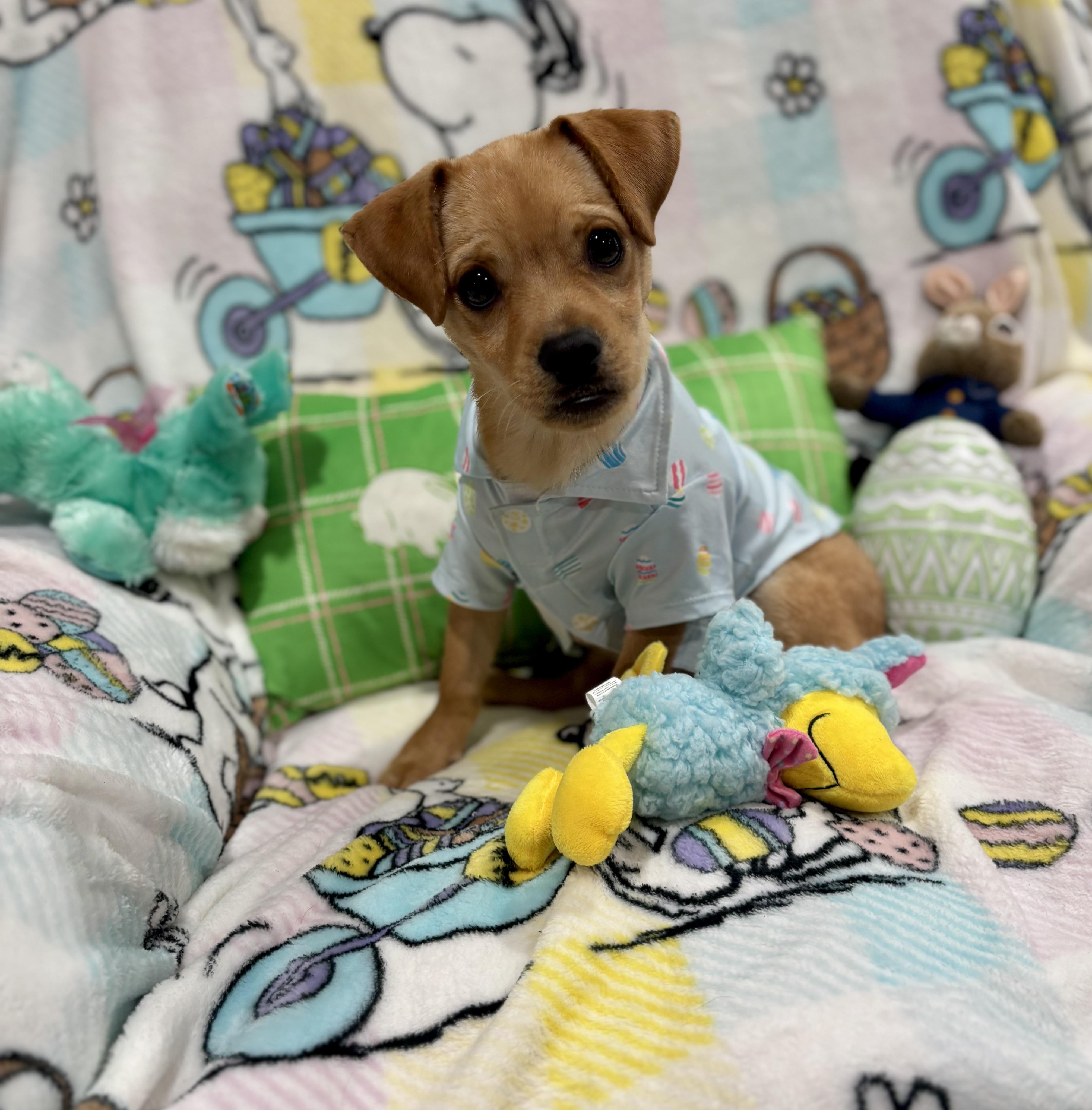 Enlarge Scooter, a ADOPTABLE mixed breed in Foster, OR image 6/6