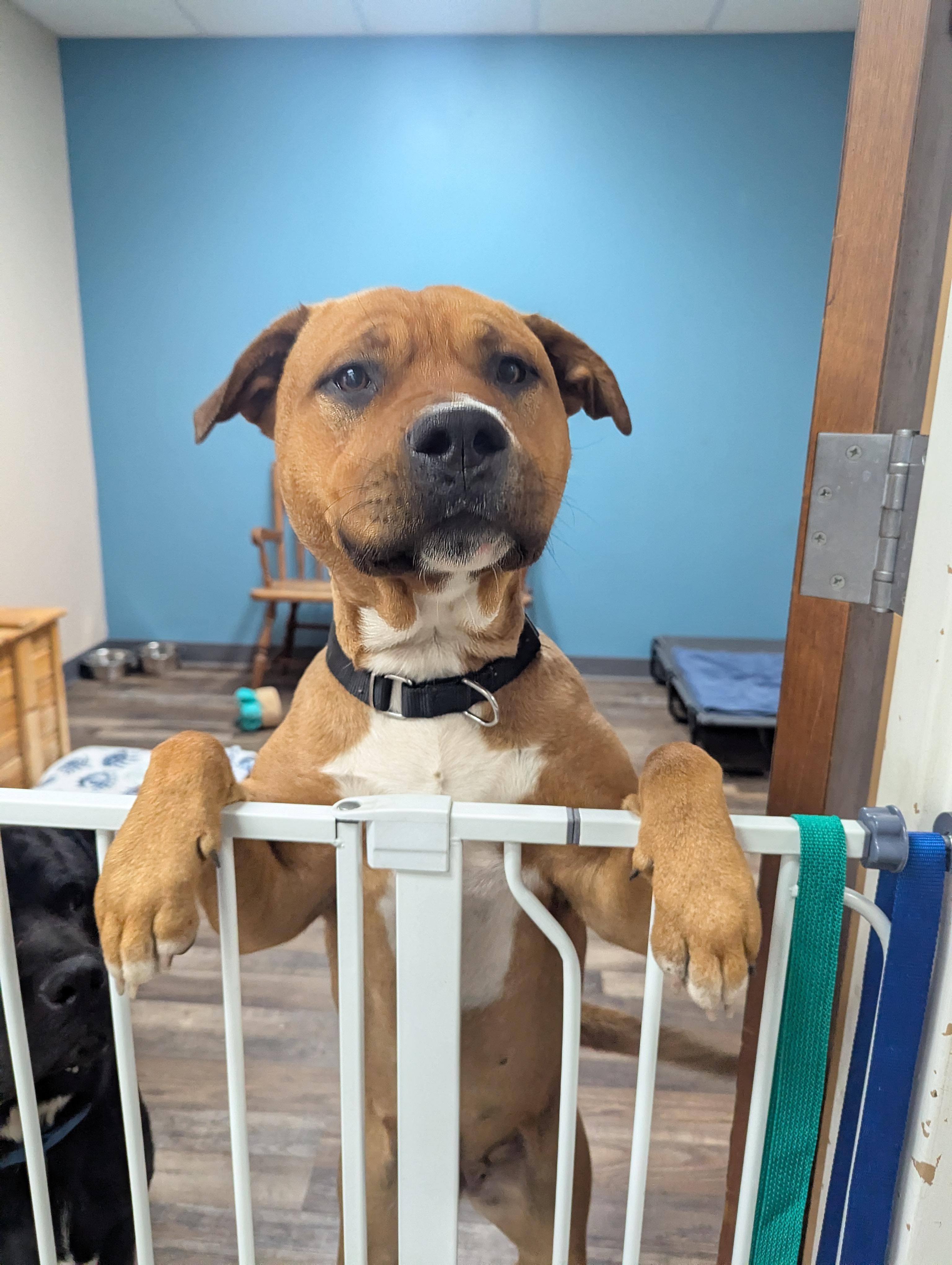 Nala, a Adoptable mixed breed in Oconto, WI image 5/5