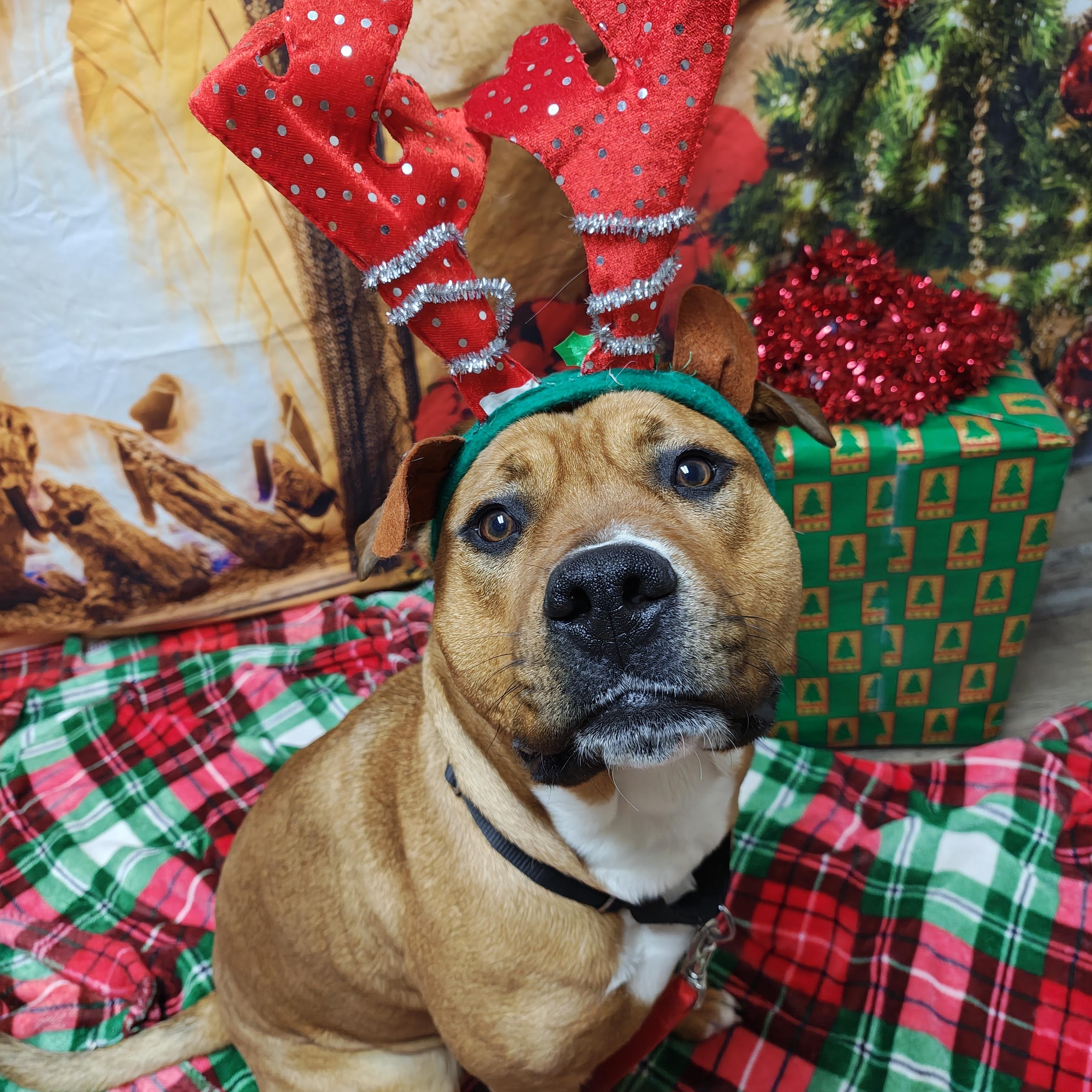 Nala, Adoptable, Adult Female Cane Corso & Pit Bull Terrier.