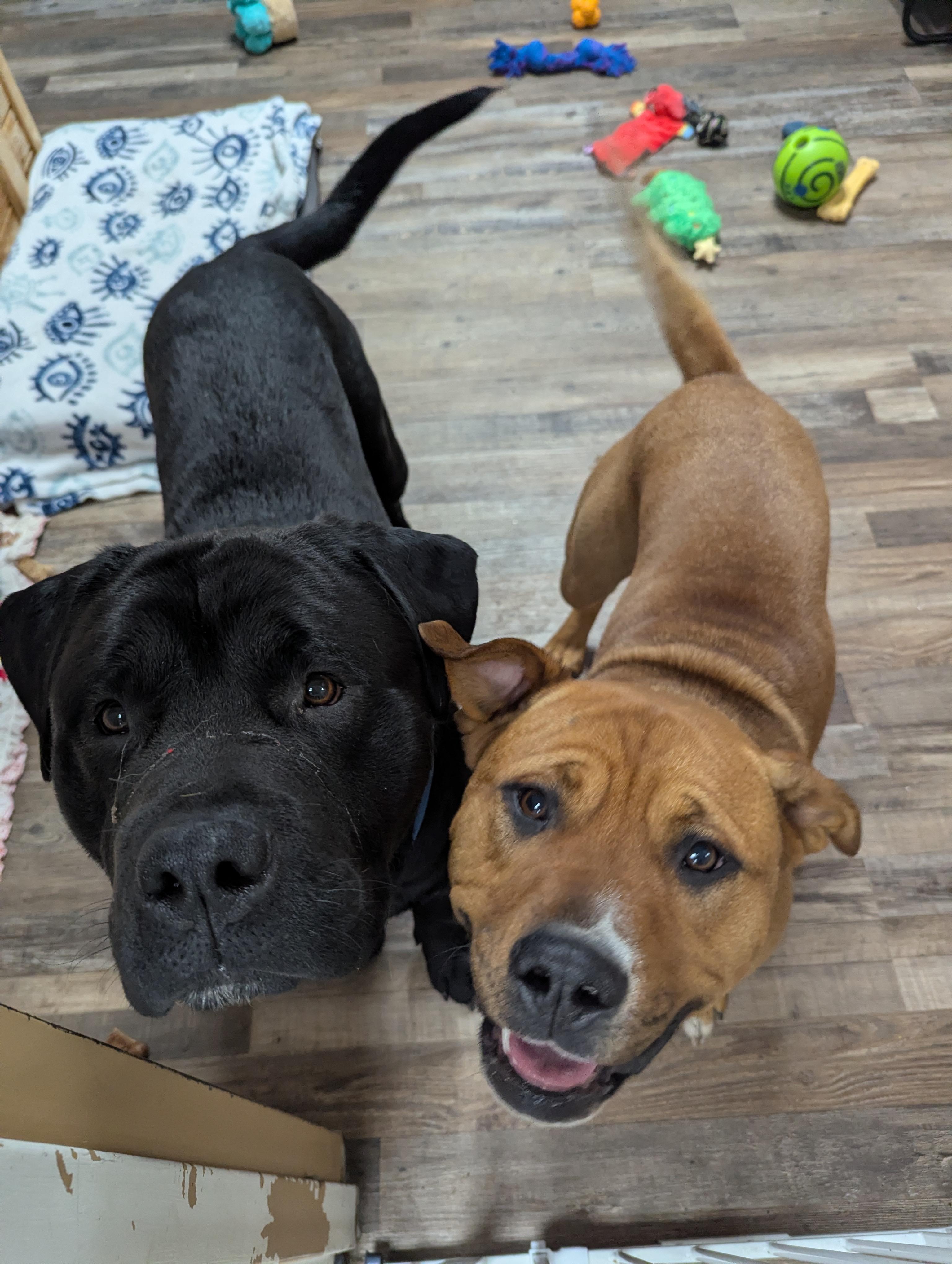 Nala, a Adoptable mixed breed in Oconto, WI image 4/5