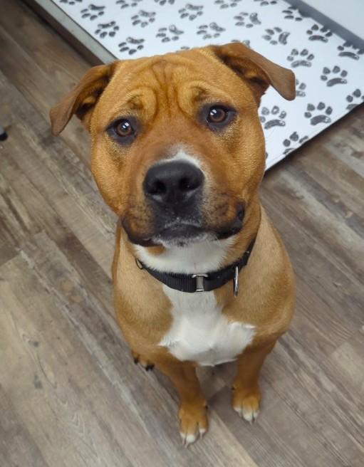 Nala, a Adoptable mixed breed in Oconto, WI image 1/5