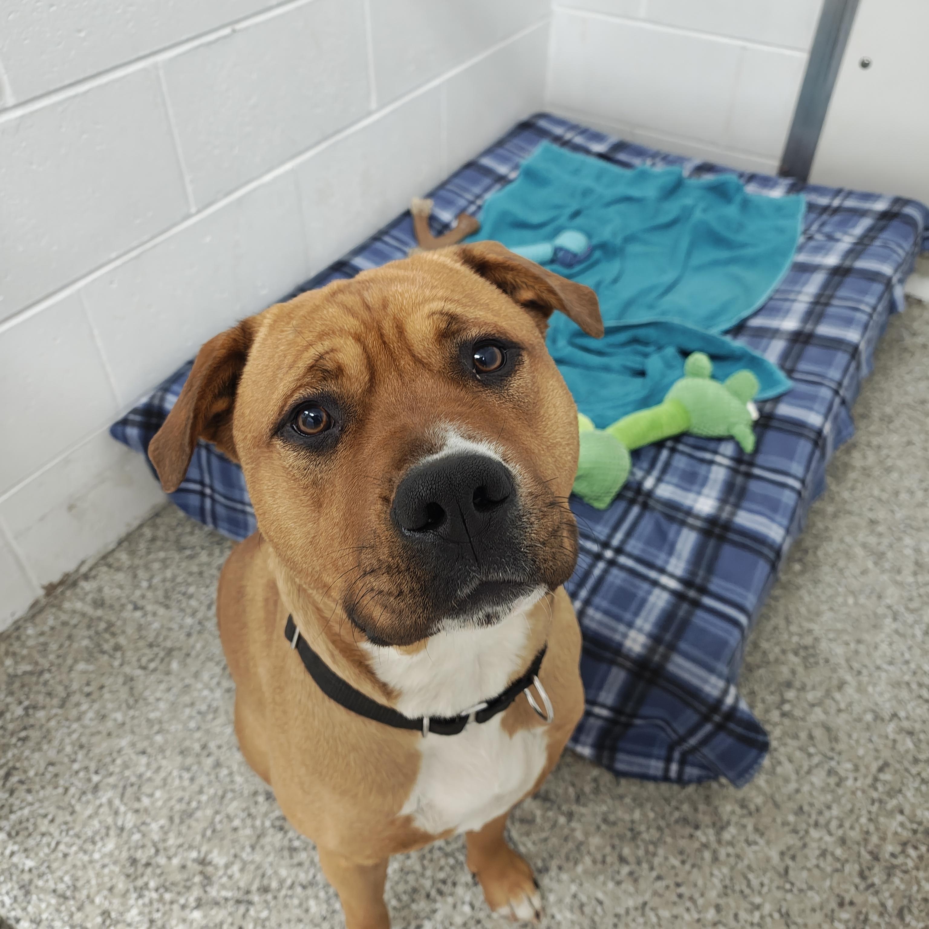 Enlarge Nala, a Adoptable mixed breed in Oconto, WI image 3/4