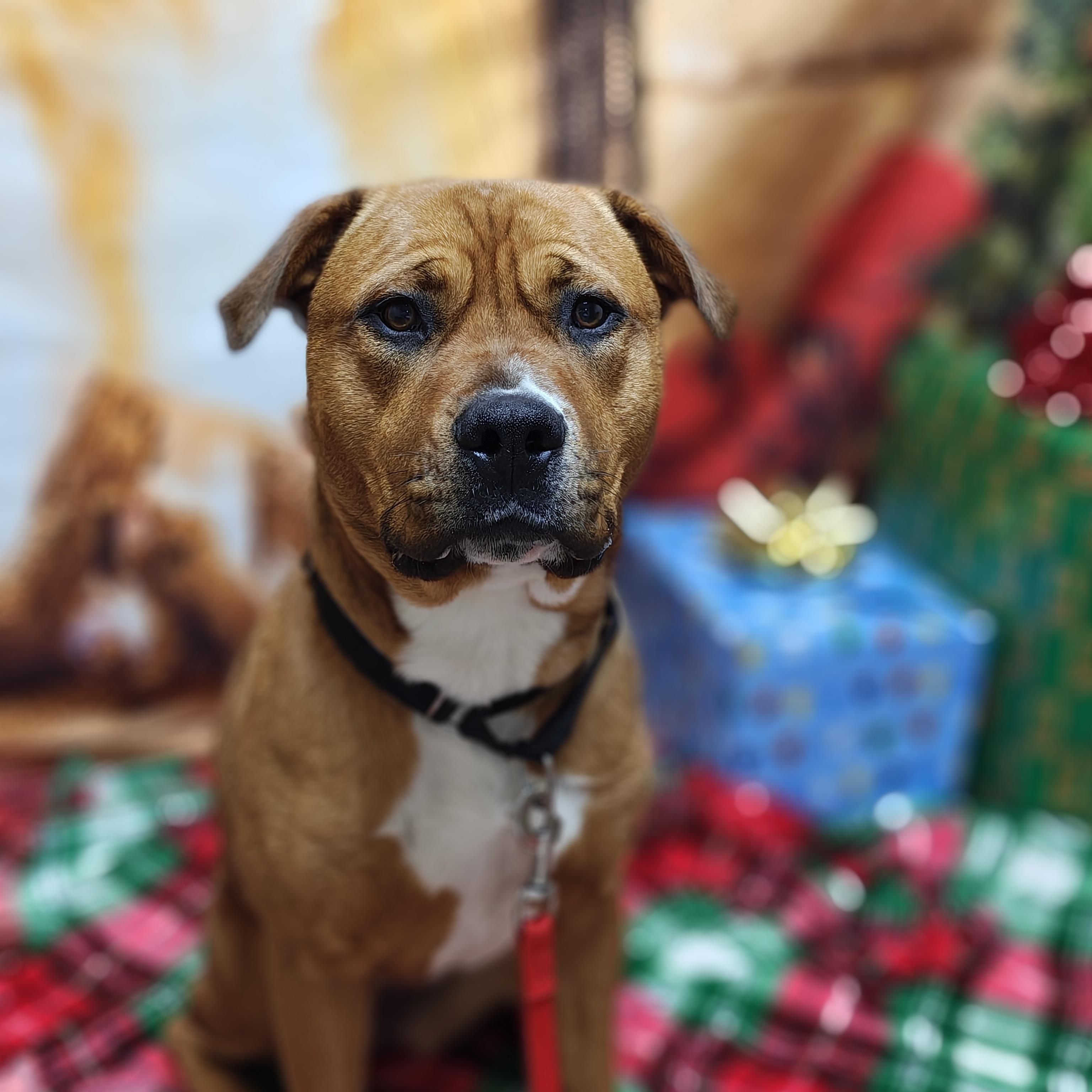 Enlarge Nala, a Adoptable mixed breed in Oconto, WI image 4/4