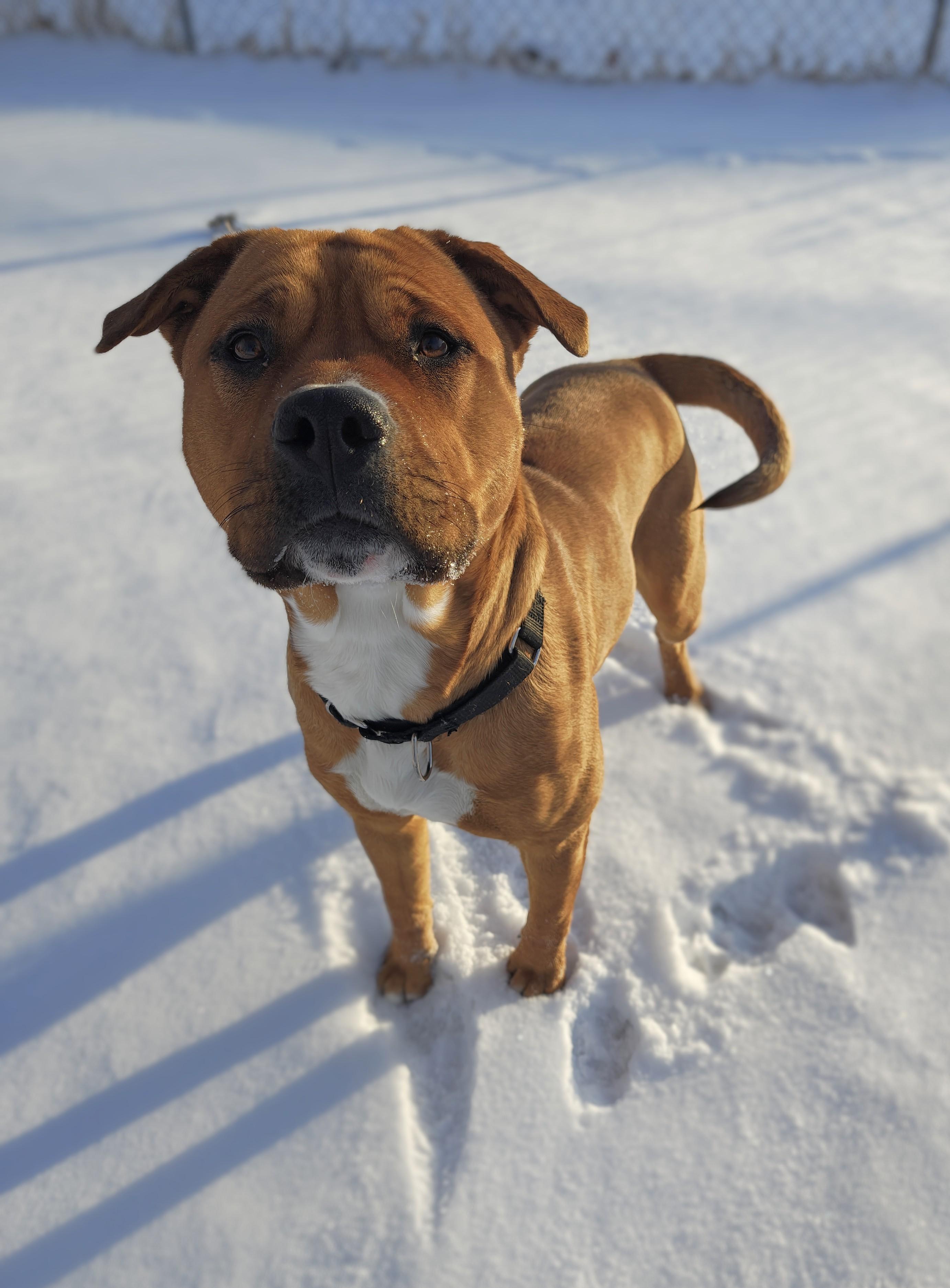 Enlarge Nala, a Adoptable mixed breed in Oconto, WI image 2/4