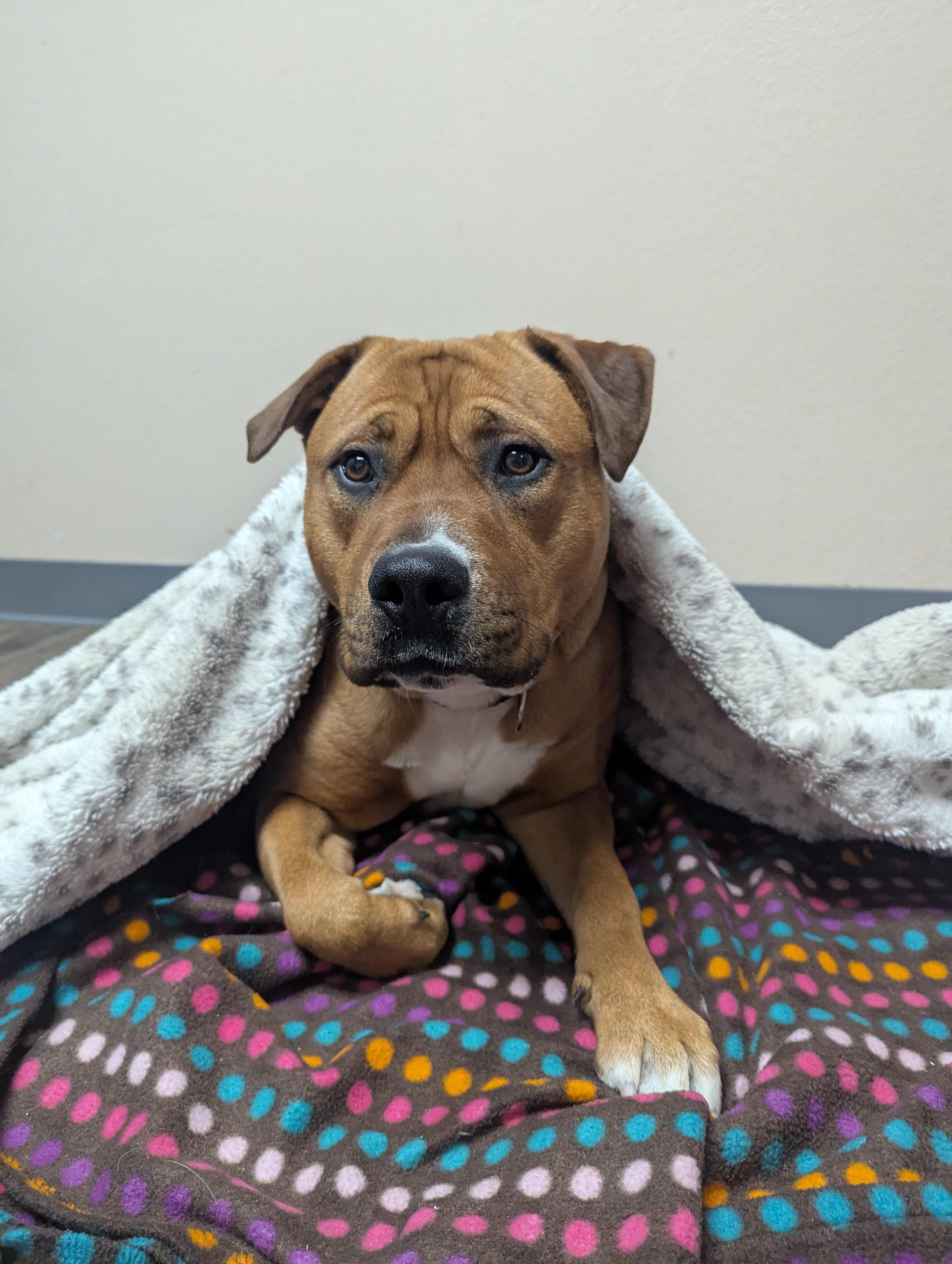 Nala, a Adoptable mixed breed in Oconto, WI image 2/5