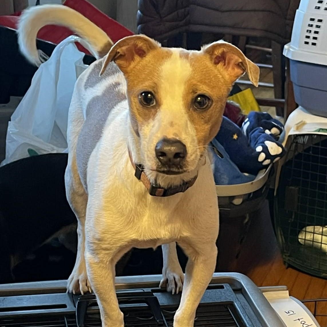 Spot, ADOPTABLE, Young Male Jack Russell Terrier.