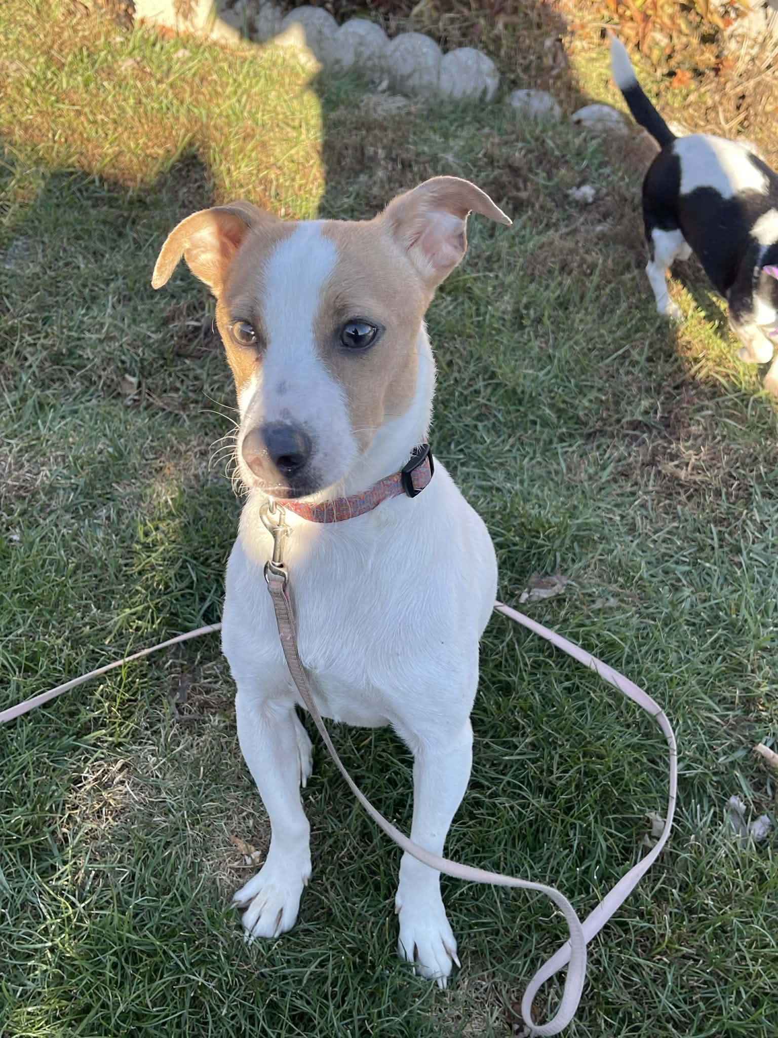Enlarge Spot, a ADOPTABLE mixed breed in Scarborough, ON image 3/5