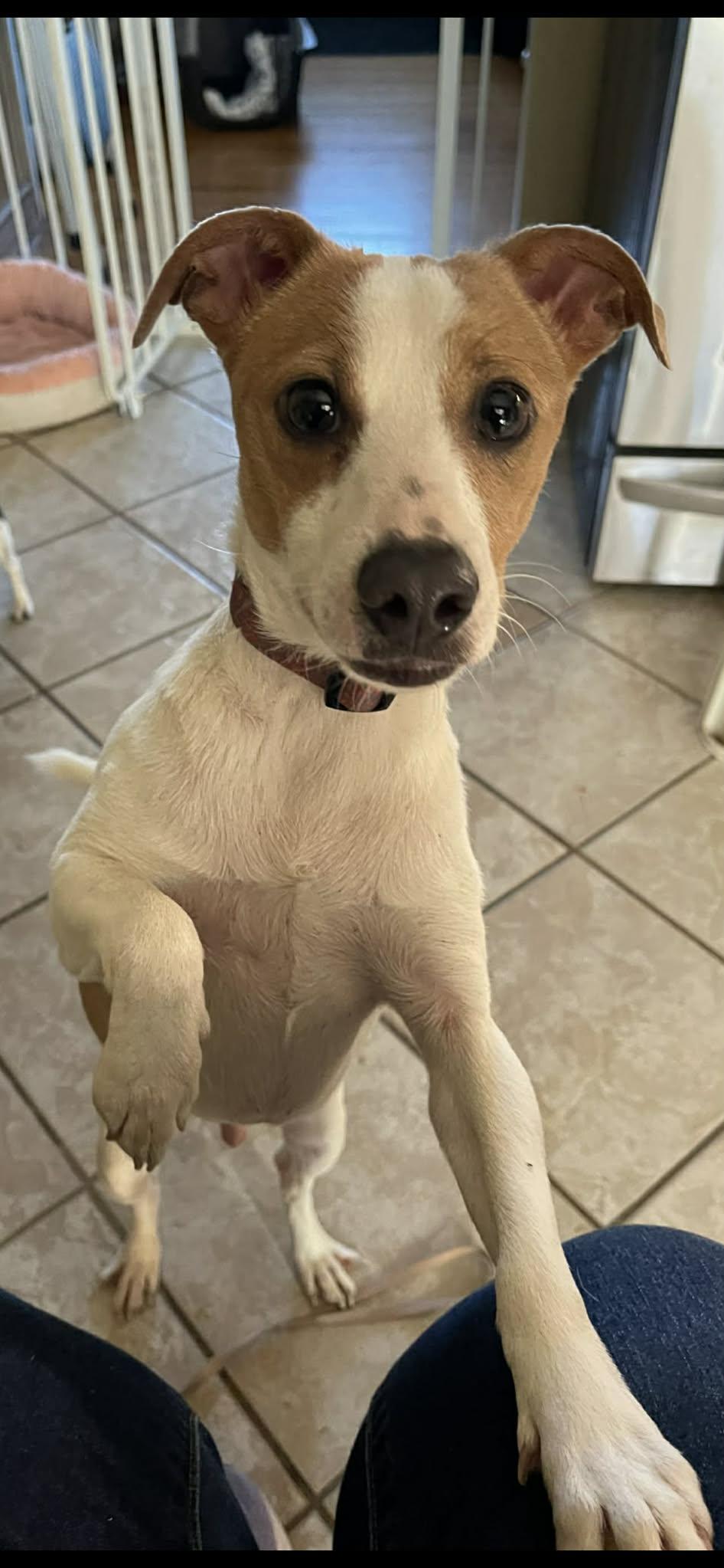 Enlarge Spot, a ADOPTABLE mixed breed in Scarborough, ON image 5/5