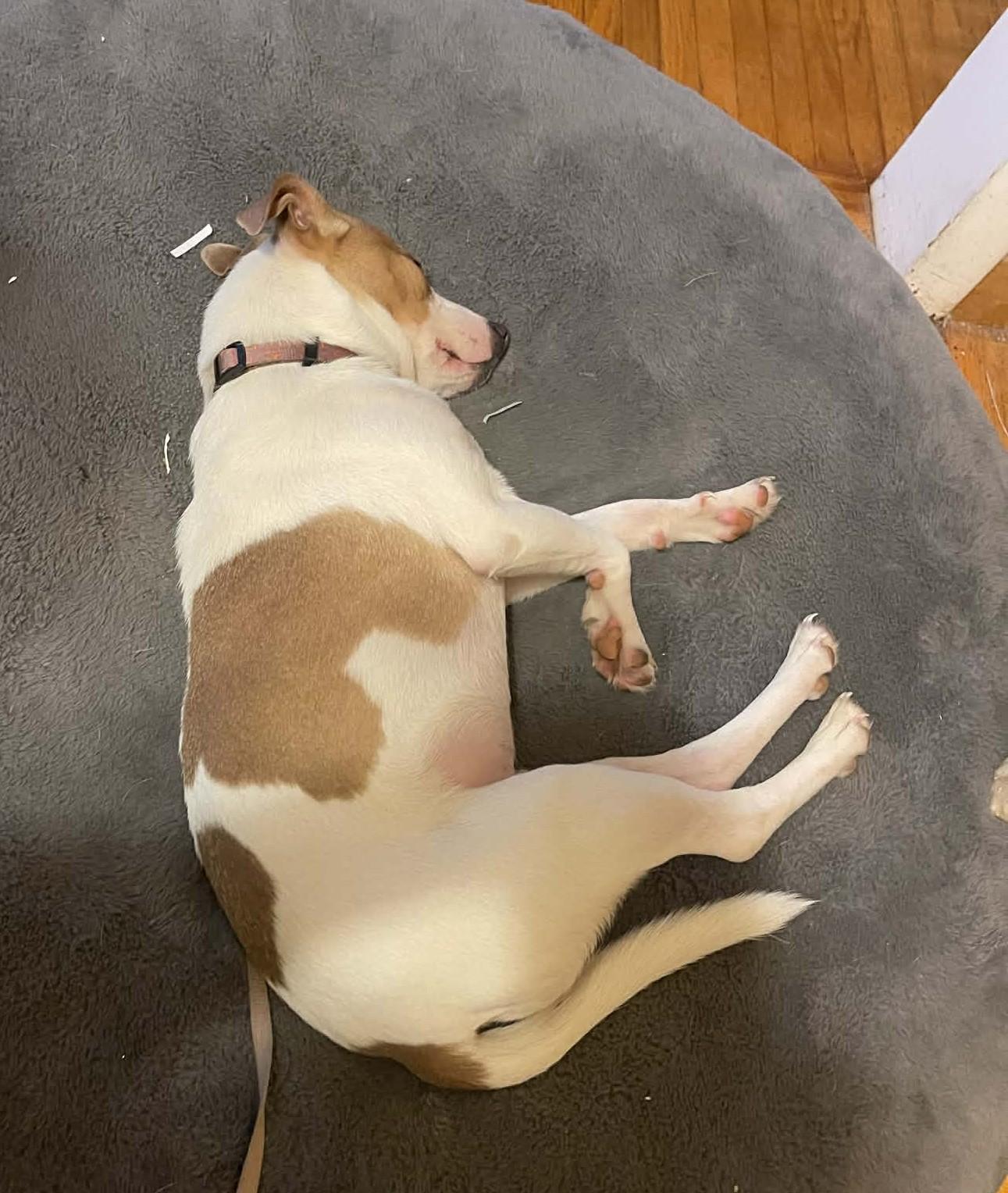 Enlarge Spot, a ADOPTABLE mixed breed in Scarborough, ON image 4/5