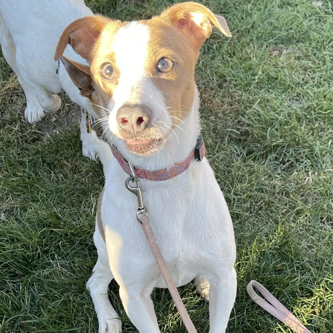 Enlarge Spot, a ADOPTABLE mixed breed in Scarborough, ON image 2/5