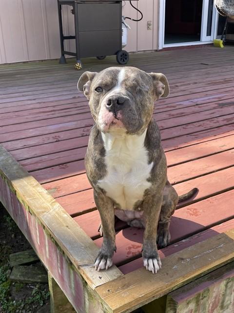 CINDER, Adoptable, Adult Female Pit Bull Terrier.