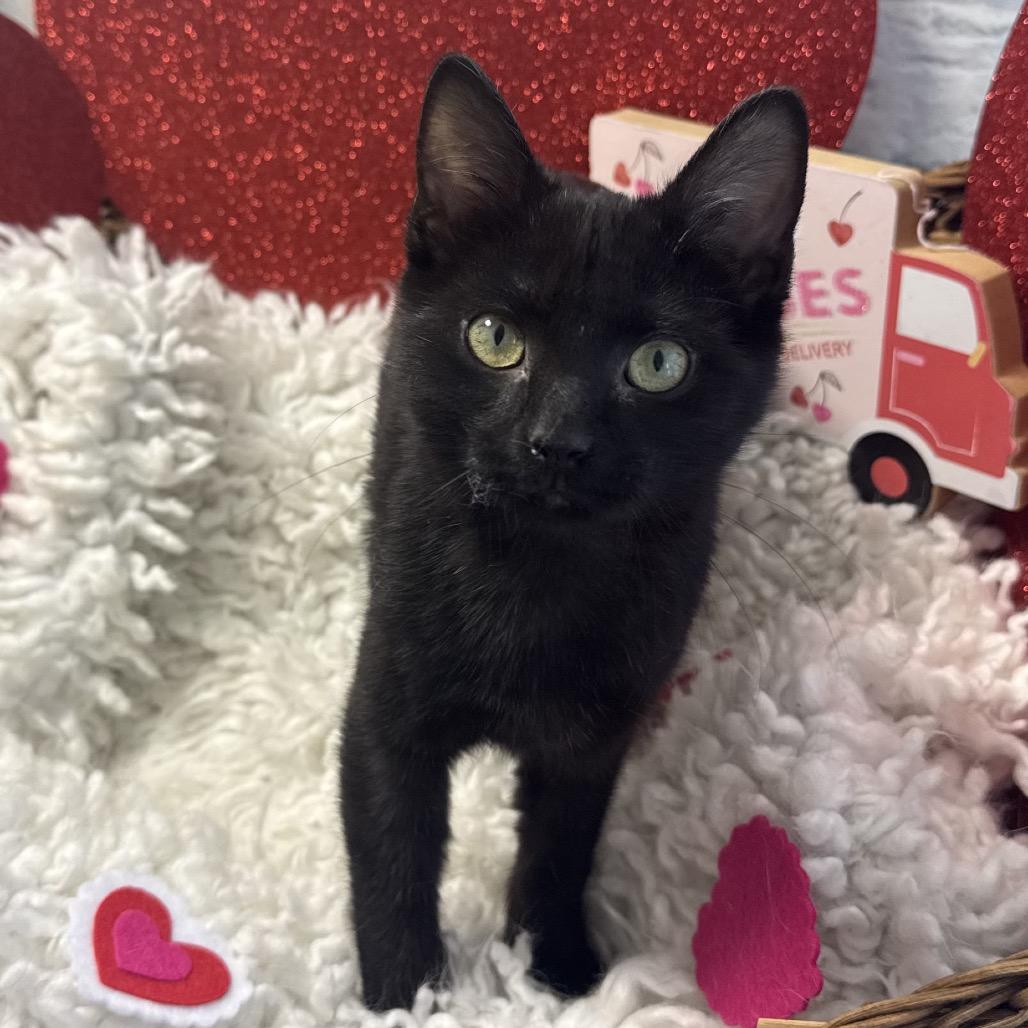 Enlarge Shiver, a Adoptable Domestic Short Hair in Harrisonburg, VA image 1/2