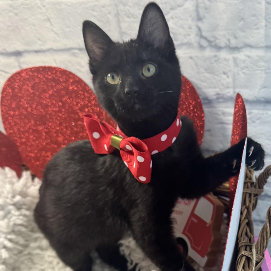 Enlarge Shiver, a Adoptable Domestic Short Hair in Harrisonburg, VA image 2/2